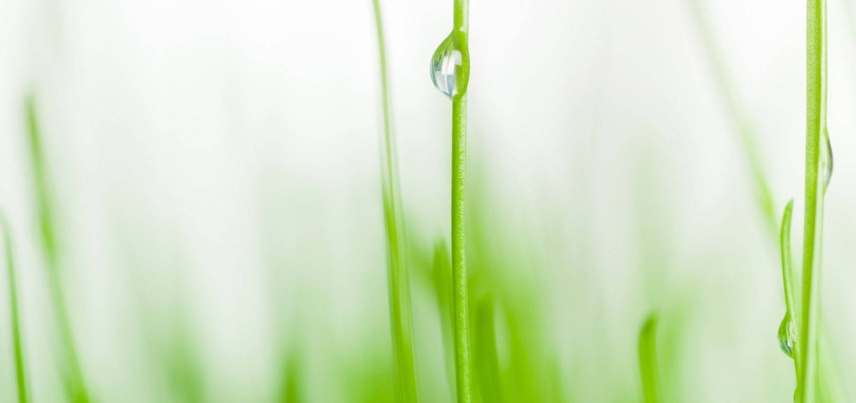 grass blades